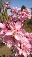 pink cherry flowers in the backyard