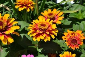 Beautiful, yellow, red and orange zinnia flowers with leaves