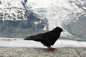 Black bird near the beautiful snowy mountains