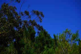 forest scrub green tree sky view