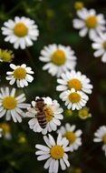 bee collects pollen from daisies