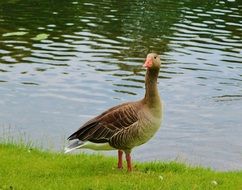 goose bird standing by the lake