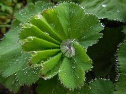 wet green leaves of the plant
