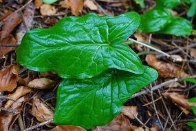 fresh green leaves on ground