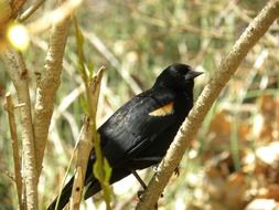 red winged blackbird in wildlife