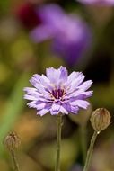 purple flower macro foto