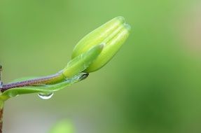 green flower on a green background