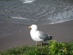 seagull by the sea