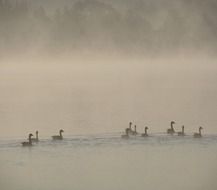 Ducks on the water in the morning