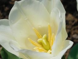 natural blossom of spring white flower