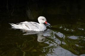 wild white duck in the pond