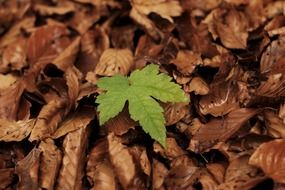 green leaf on brown dry foliage close up