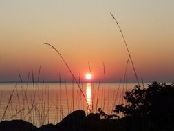 silhouette of grass on the lake on a background of pink sunset