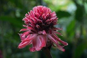 stunning flower tropical