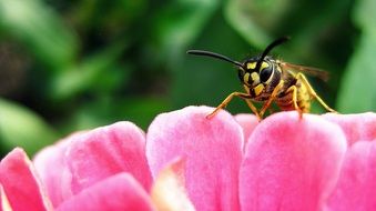 wasp insect on pink flower macro