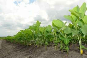 field of soy plants