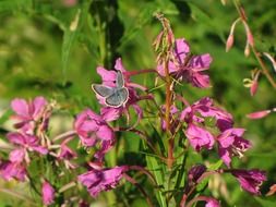 gray moth on a flowering bush