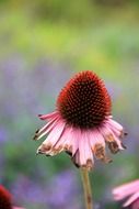autumn flower in the forest