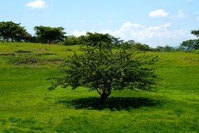 thick tree on a green meadow