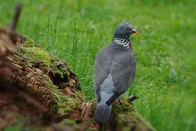 dove on a log