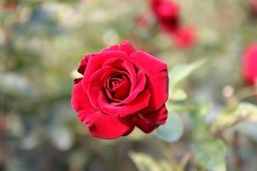 velvet burgundy rose in the garden