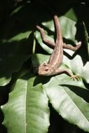 brown lizard on green plant
