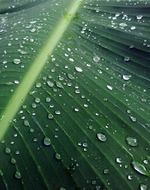 Raindrops on banana leaf