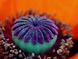 green-purple poppy capsule on the stem