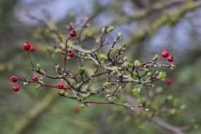 red berries of hawthorn on a branch close up