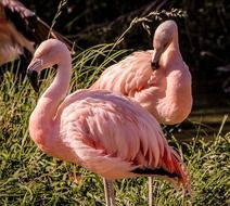 photo of two pink flamingos