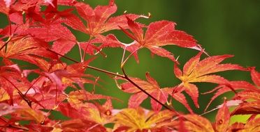 japanese maple in autumn on a blurred background