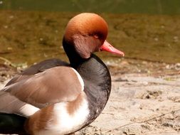 red-crested pochard, duck close up