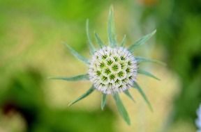 Spherical green flower