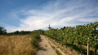 windmill in wine fields summer scenery