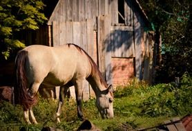 horse is eating grass on a farm near a barn