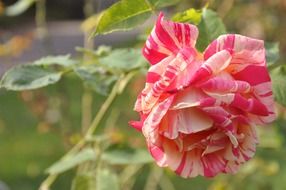 mottled pink white rose in the garden