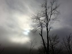 trees and glow in the cloudy sky