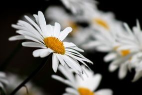 macro photo of yellow and white chamomile summer flower