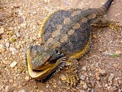 lizard bearded dragon close up