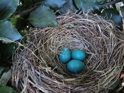 blue eggs in a bird's nest