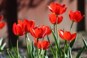 Beautiful spring red tulips with leaves in the green garden