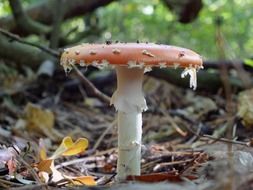 forest fly agaric