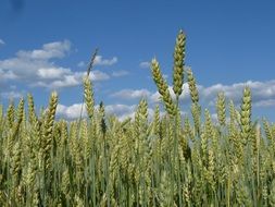 landscape of Cornfield and a summer sky