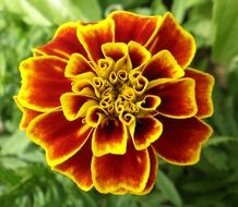 closeup of a marigold flower