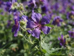 cranesbill flower in the greenhouse