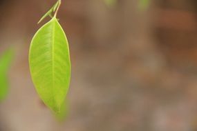 green leaf macro photo