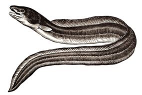 illustration of snake sea
