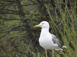 Wild seagull bird in nature