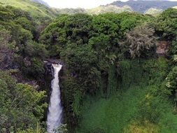 Waterfall in a tropical forest in Hawaii