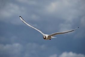 Seagull In The Flight In Summer